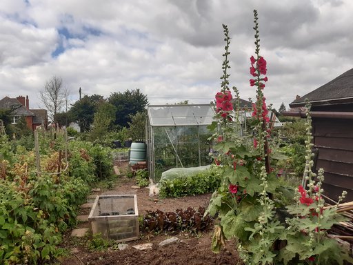 Hollyhocks on the Butts Park Allotments