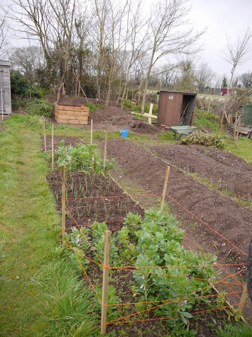 Beds & Broad Beans