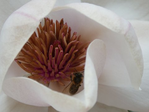Bee in Magnolia