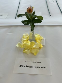 Rose Show