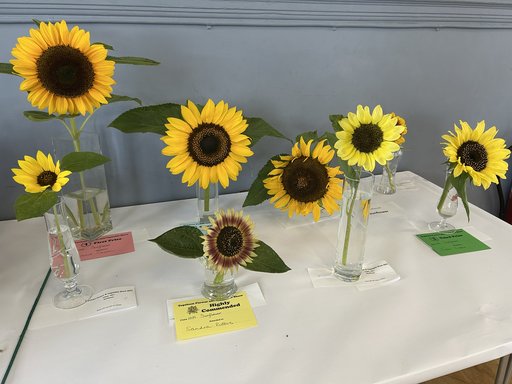 Sunflowers